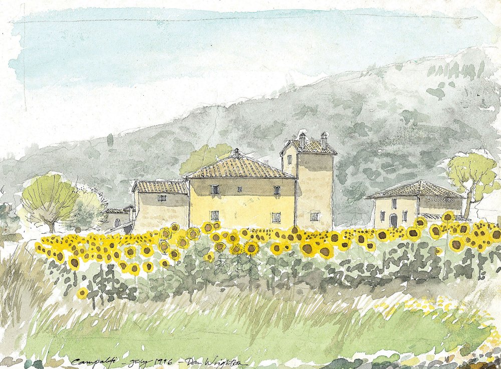 Campalfi in sunflowers